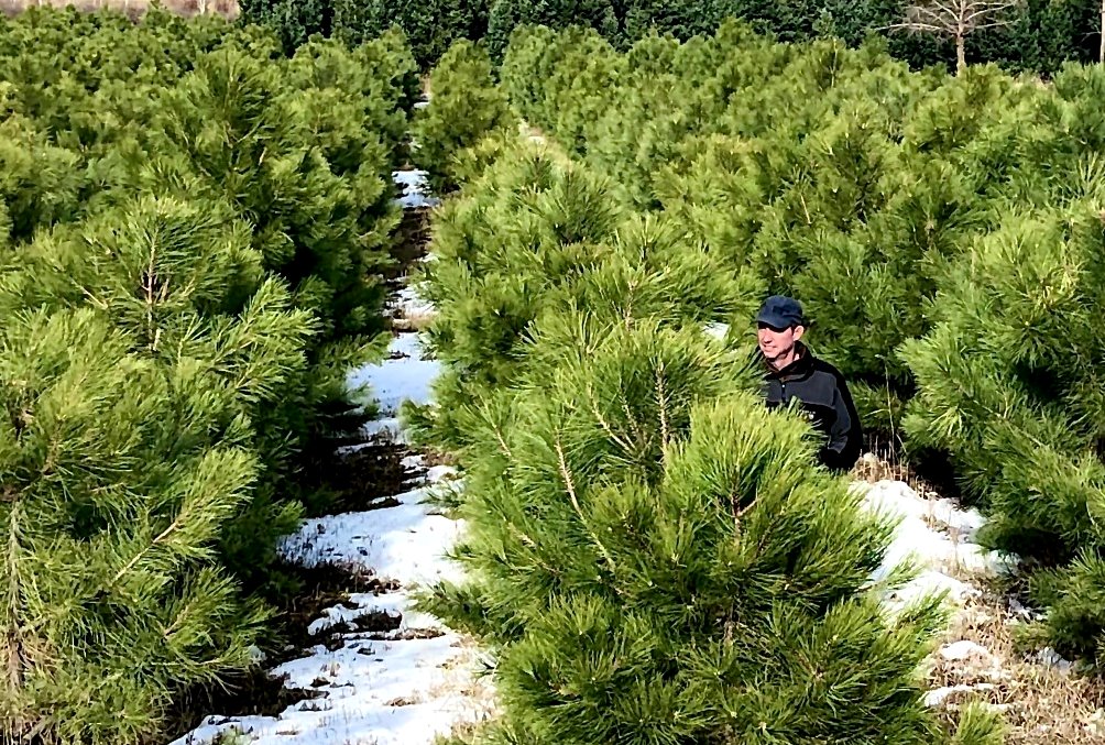 Man standing among pine trees